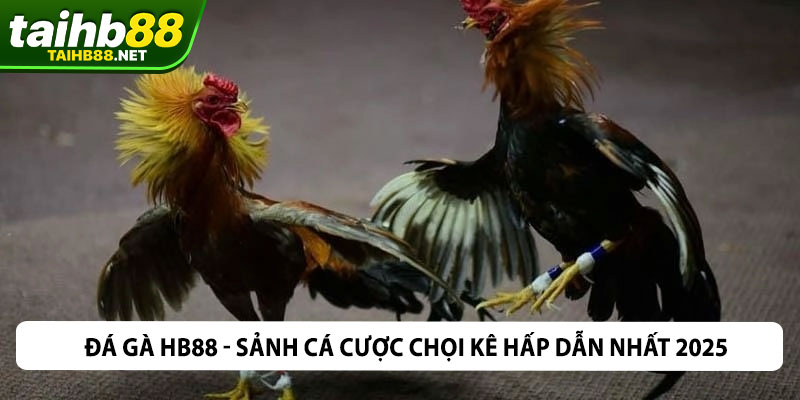 Đá Gà HB88 - Sảnh Cá Cược Chọi Kê Hấp Dẫn Nhất 2025